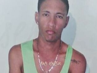 Male_stallion