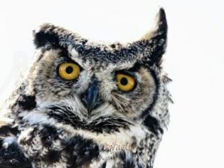 Owlface