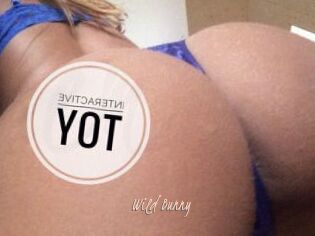 Wild_Bunny_